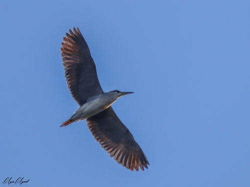 Black-crowned Night Heron