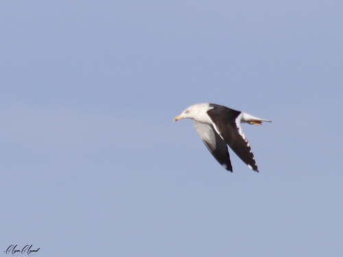 Lesser Black-backed Gull