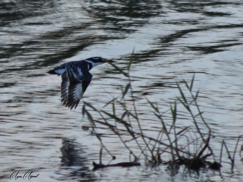 Pied Kingfisher