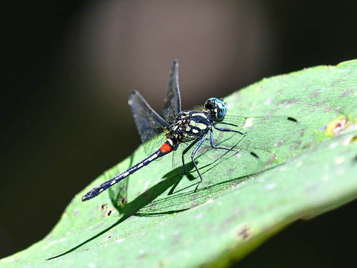 Diplacina bolivari