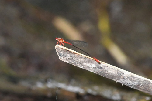 Igneocnemis flammea