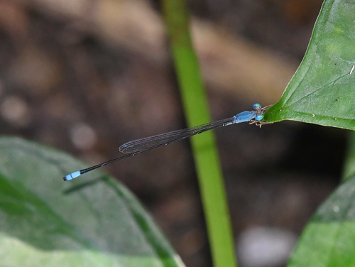 Teinobasis samaritis