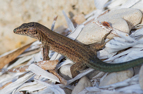 Subspecies Podarcis lilfordi carbonerae · iNaturalist