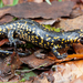 Monchique Fire Salamander - Photo (c) Frank Deschandol, all rights reserved, uploaded by Frank Deschandol