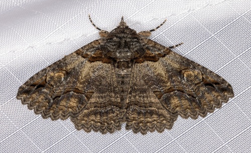 iNaturalist observation photo of Zale termina