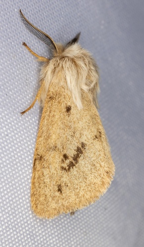 iNaturalist observation photo of Wandering Tiger Moth