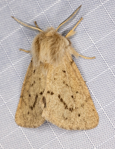 iNaturalist observation photo of Wandering Tiger Moth