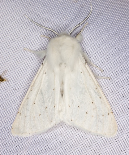 iNaturalist observation photo of Vestal Tiger Moth