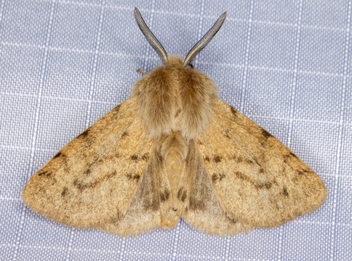 iNaturalist observation photo of Wandering Tiger Moth