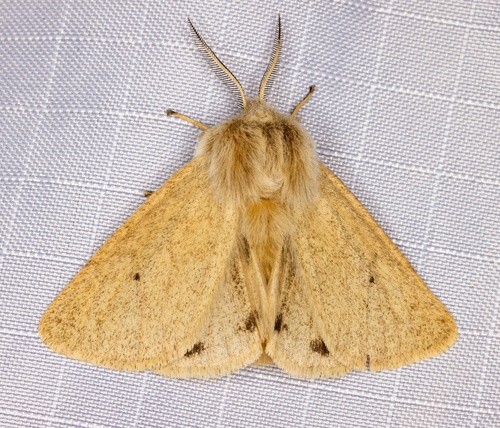 iNaturalist observation photo of Wandering Tiger Moth