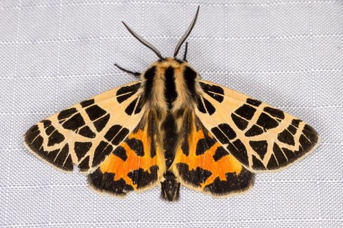 iNaturalist observation photo of Ornate Tiger Moth