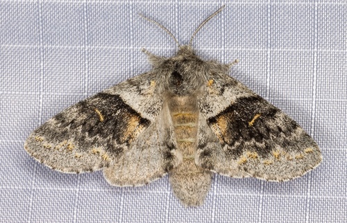 iNaturalist observation photo of Banded Pebble Moth