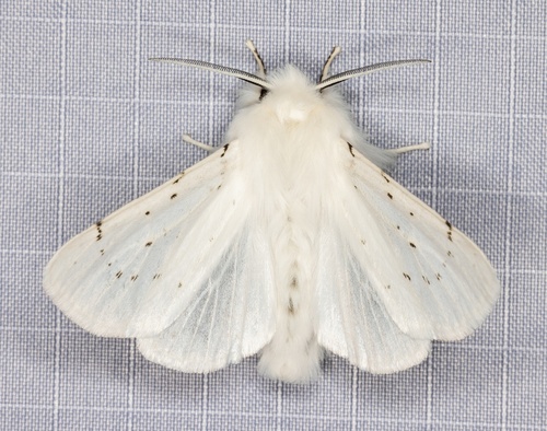iNaturalist observation photo of Vestal Tiger Moth