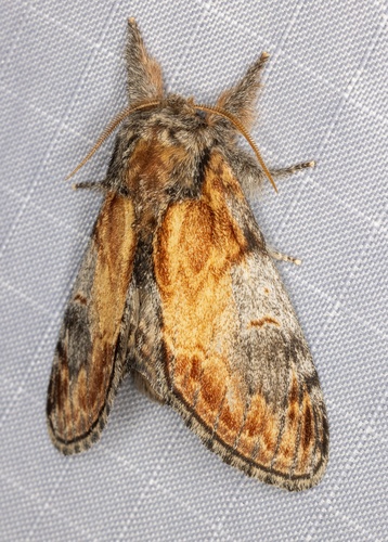 iNaturalist observation photo of Pacific Prominent Moth