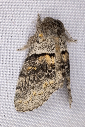 iNaturalist observation photo of Banded Pebble Moth