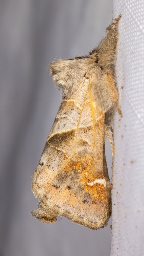 iNaturalist observation photo of Clostera apicalis