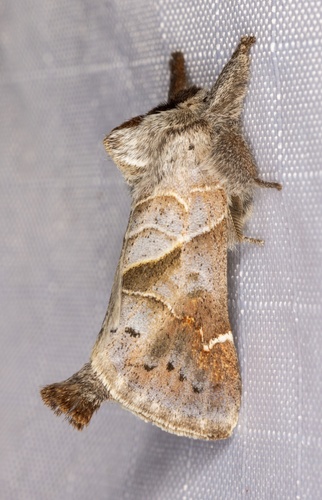 iNaturalist observation photo of Clostera apicalis