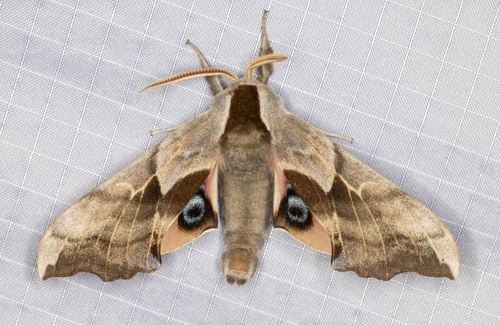 iNaturalist observation photo of Western Eyed Sphinx