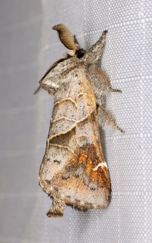 iNaturalist observation photo of Clostera apicalis