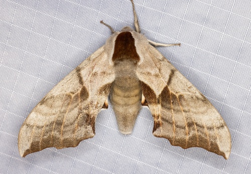 iNaturalist observation photo of Western Eyed Sphinx