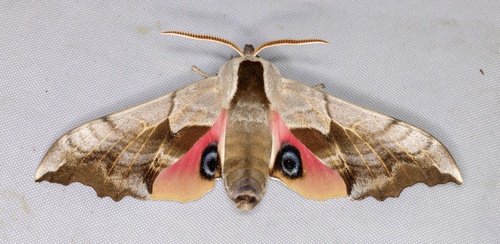 iNaturalist observation photo of Western Eyed Sphinx