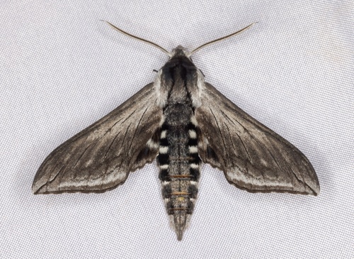 iNaturalist observation photo of Elegant Sphinx