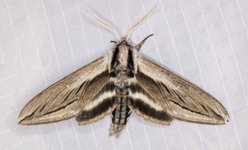 iNaturalist observation photo of Vashti Sphinx
