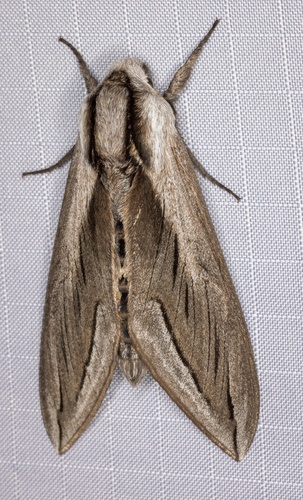 iNaturalist observation photo of Vashti Sphinx