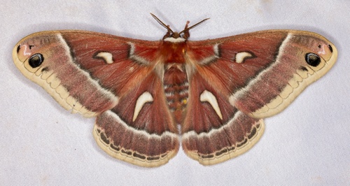 iNaturalist observation photo of Ceanothus Silk Moth