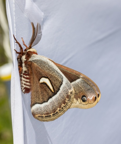 iNaturalist observation photo of Ceanothus Silk Moth