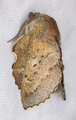 iNaturalist observation photo of American Lappet Moth