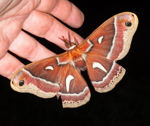 iNaturalist observation photo of Ceanothus Silk Moth