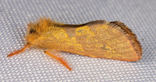 iNaturalist observation photo of Orange-Lined Ghost Moth