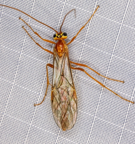 iNaturalist observation photo of Ophion