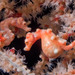 Observation photo