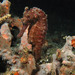 Observation photo