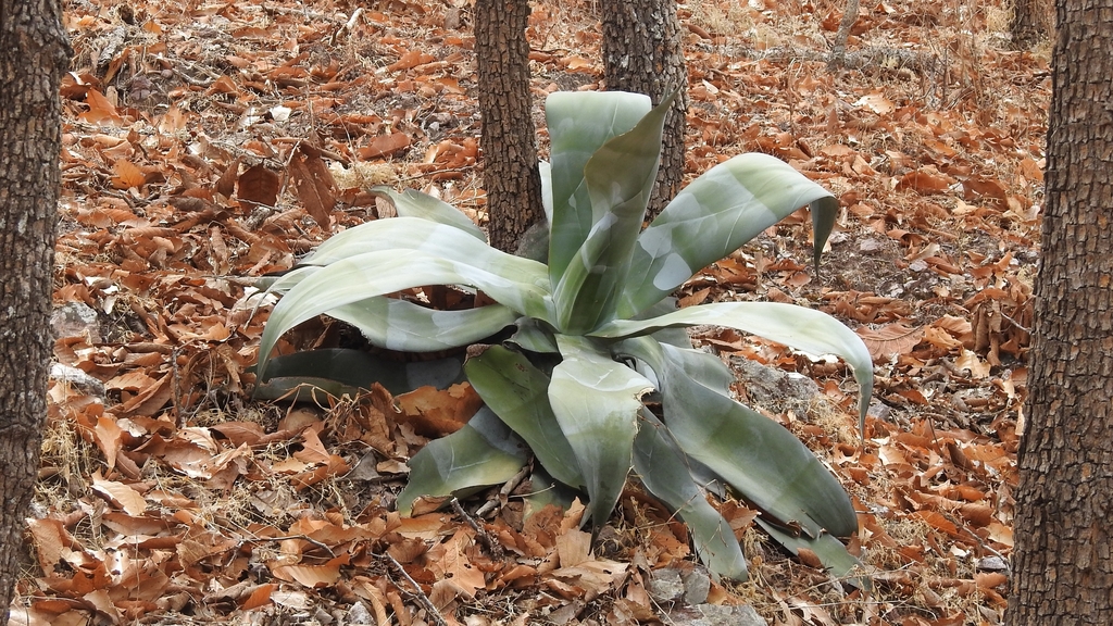 Agave pedunculifera (Soft Agave)