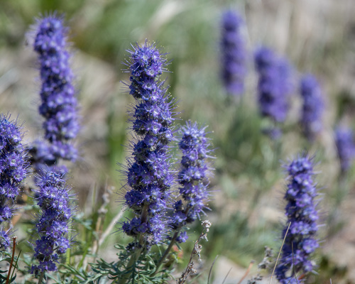 Silky Phacelia