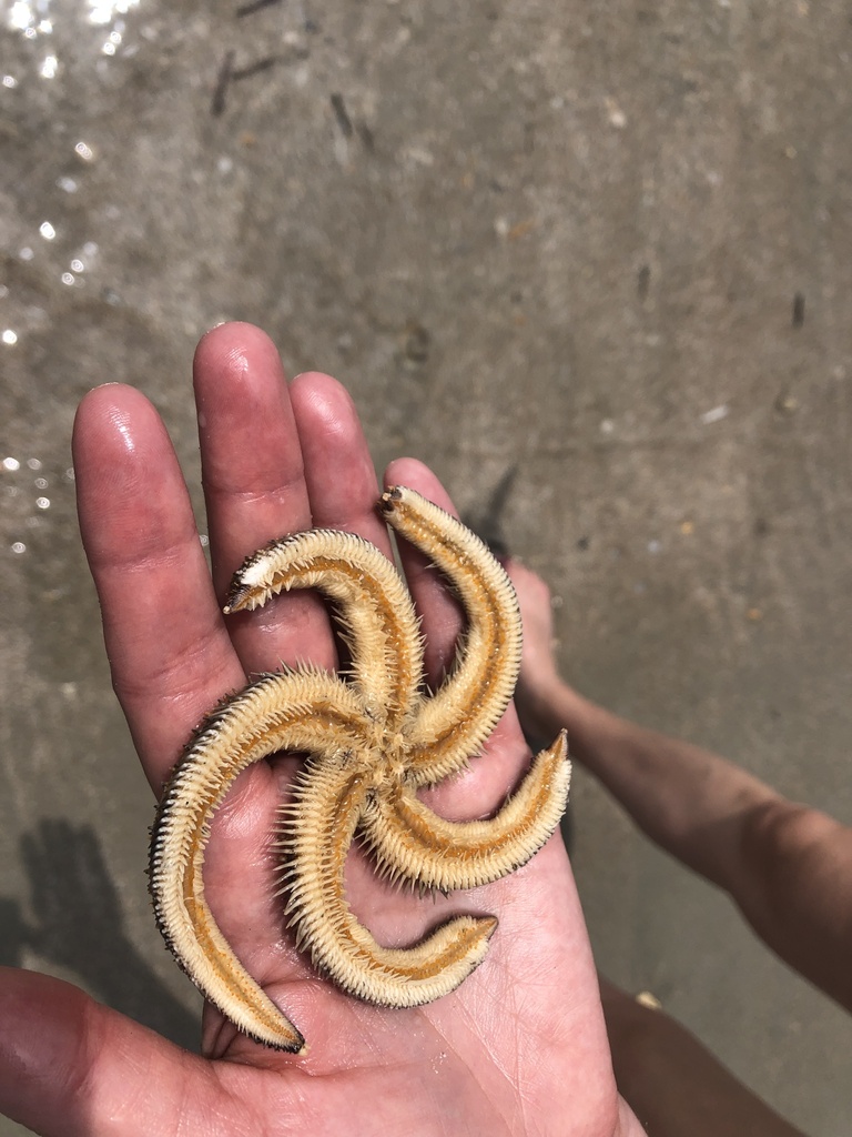 Two-banded Sea Star from Huntington Beach State Park, Murrells Inlet ...