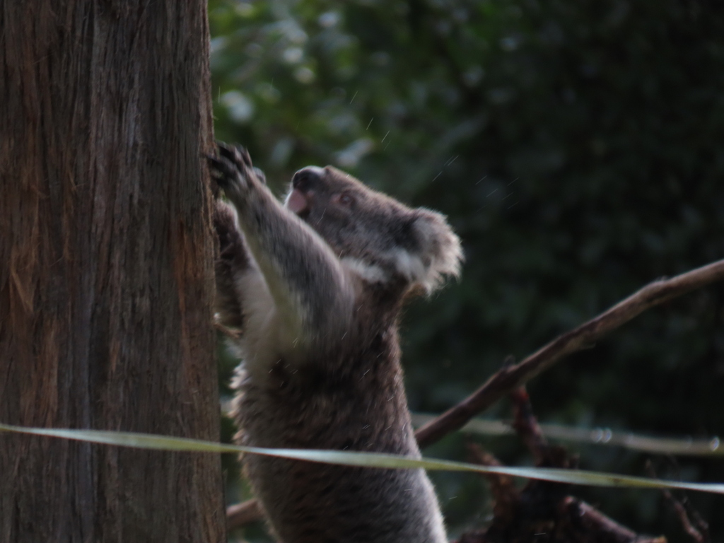 Victorian Koala from Rawson VIC 3825, Australia on June 17, 2022 at 11: ...