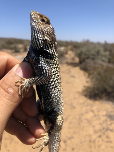 Baja California Spiny Lizard