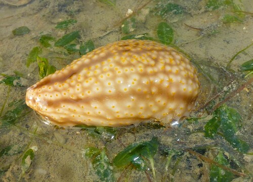 Cladolabes
