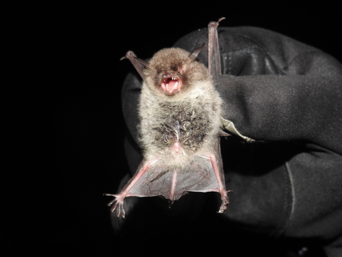 Csorba’s Mouse-eared Myotis (Myotis csorbai), listed as Data Deficient on the IUCN Red List