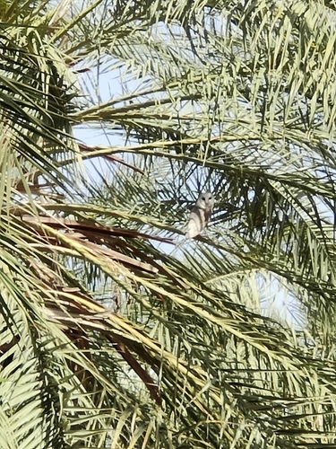 Western Barn Owl