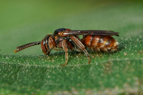 Armed Nomad Bee