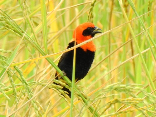 Black-winged Bishop