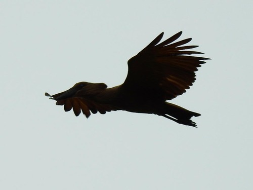 Hamerkop