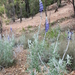 Lupinus campestris - Photo (c) quirino, all rights reserved, uploaded by quirino