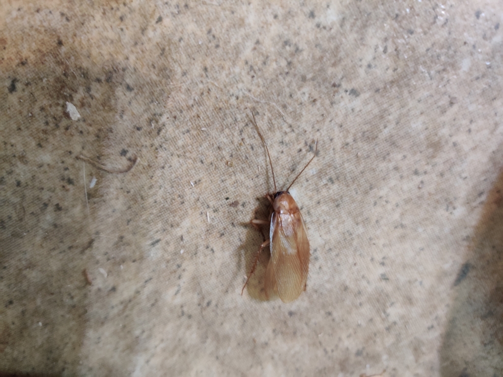 North American Wood Cockroaches from Pottawatomie County, USOK, US on