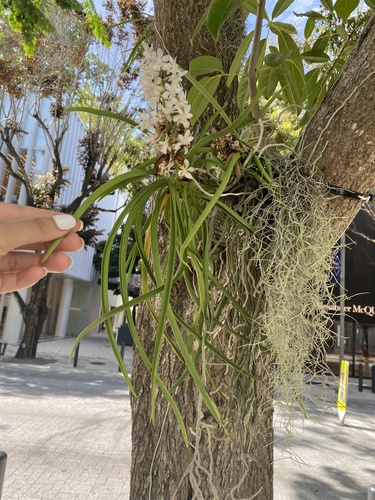 Full Apeiba tibourbou tree in tropical lowland forest